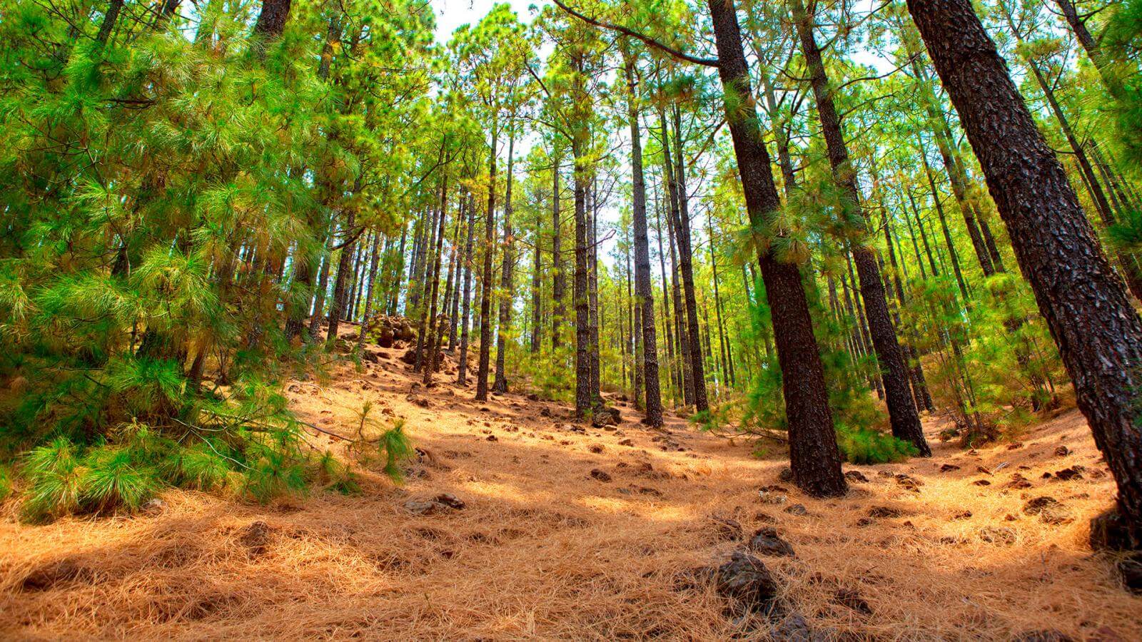 7° CARRERA T. 2025-Las Raíces.