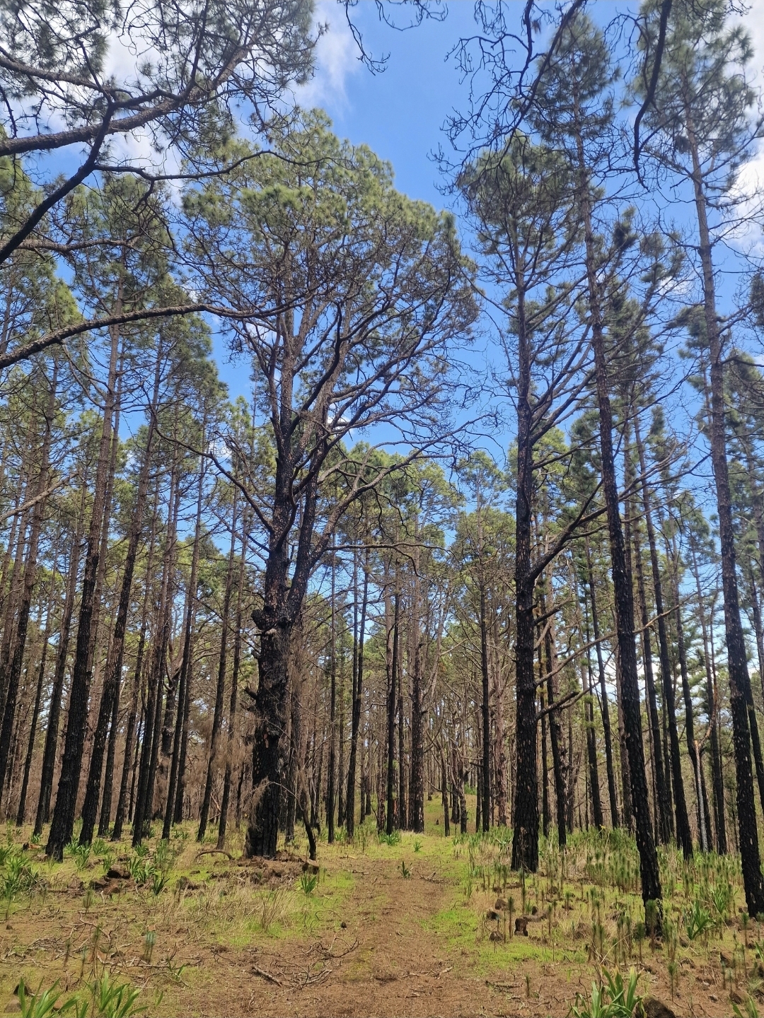 3° CARRERA T. 2026- Monumento Las Raíces.